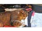 Adopt Lion a Gray, Blue or Silver Tabby Domestic Shorthair / Mixed (short coat)