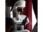 Adopt Rocky a White (Mostly) Domestic Shorthair (short coat) cat in Upper Darby