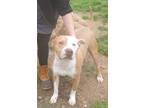 Adopt Sawyer a White - with Tan, Yellow or Fawn American Pit Bull Terrier /