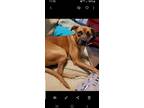 Adopt Rooley a Red/Golden/Orange/Chestnut - with Black Boxer / Black Mouth Cur /