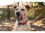 Adopt Lulu a Tan/Yellow/Fawn Mixed Breed (Medium) / Mixed dog in Houston