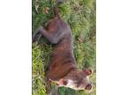 Adopt Skye a Gray/Silver/Salt & Pepper - with Black American Staffordshire