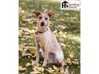 Adopt Journey a Red/Golden/Orange/Chestnut - with White Australian Cattle Dog /