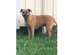 Adopt Delilah a Tan/Yellow/Fawn Rhodesian Ridgeback / Boxer / Mixed dog in Baton