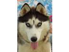 Adopt DIAMOND a Black - with White Siberian Husky / Mixed dog in Valencia