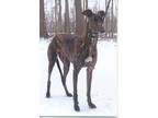 Adopt Raye a Brindle - with White Greyhound / Mixed dog in Westville