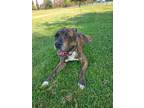 Adopt Yolanda Glass a Brindle American Pit Bull Terrier / Mixed dog in Tarzana