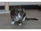 Adopt Cookie a Gray or Blue (Mostly) Russian Blue (short coat) cat in Chicago