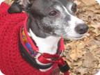 Adopt Italian Greyhound a Brown/Chocolate - with White Italian Greyhound / Mixed