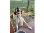Adopt Daisy Mae a White - with Tan, Yellow or Fawn Treeing Walker Coonhound /