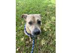 Adopt Gypsy a White - with Tan, Yellow or Fawn American Staffordshire Terrier /