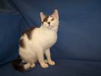Adopt K-Pueblo-Pinocchio a White (Mostly) Domestic Shorthair (short coat) cat in