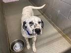 Adopt Koda a Black - with White Dalmatian / Mixed dog in Albuquerque
