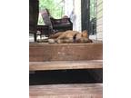 Adopt Lucy a Tan/Yellow/Fawn - with White American Staffordshire Terrier / Mixed