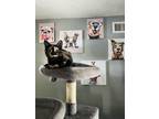 Adopt Flower a Tortoiseshell Domestic Mediumhair (short coat) cat in Palmdale