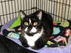 Adopt Molly a Black & White or Tuxedo Domestic Shorthair (short coat) cat in