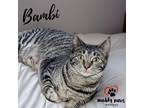 Adopt Bambi a Domestic Shorthair / Mixed cat in Council Bluffs, IA (32139770)