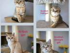Scottish Fold And Straight Kittens