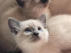 Siamese Litter Of Three