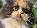 Persian Calico