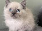 Ragdoll Litter Of Four