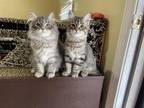 Siberian Kittens