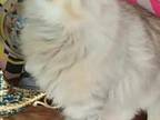 Bimetallic Siberians