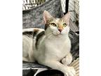 Bianca, Domestic Shorthair For Adoption In Estherville, Iowa
