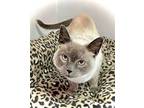 Lavendar, Siamese For Adoption In Estherville, Iowa
