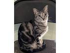 Jinx, Domestic Shorthair For Adoption In Mobile, Alabama