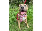 Bethany, American Staffordshire Terrier For Adoption In W. Windsor, New Jersey