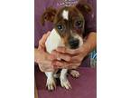 Nugget, Rat Terrier For Adoption In Helotes, Texas