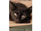Solo!!, Burmese For Adoption In San Diego, California