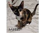 Mabel, Calico For Adoption In Nashville, Georgia