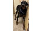 Brody - Most Handsome!, Doberman Pinscher For Adoption In Seattle, Washington
