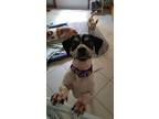 Teddy, Terrier (unknown Type, Small) For Adoption In Raleigh, North Carolina