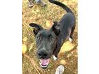 Wayne, Labrador Retriever For Adoption In Carrollton, Georgia