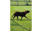 Hollie, Labrador Retriever For Adoption In Lake Placid, New York