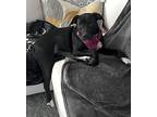 Daisy, American Pit Bull Terrier For Adoption In Amherst, Massachusetts