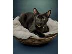 Niko, American Shorthair For Adoption In West Palm Beach, Florida