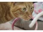Milo, Domestic Shorthair For Adoption In Kingston, New York
