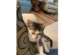 Huxley – A Real People Kitty, Domestic Shorthair For Adoption In Sedalia