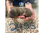 Adopt 2455 (Shirley) a Mixed Breed