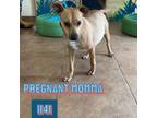Adopt 1141- Mama Dog a Mixed Breed