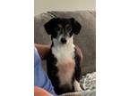 Adopt Lucy a Mixed Breed