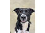 Adopt Amira a Border Collie, Labrador Retriever