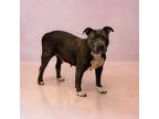 Adopt Pen 142 Nova Hw a Pit Bull Terrier
