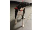Adopt Ic-1 Lexi a Terrier