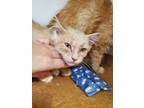 Adopt Amelia a Domestic Medium Hair