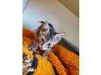 Adopt Alicia a Domestic Short Hair